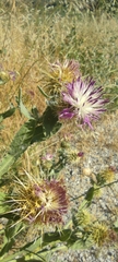 Centaurea seridis