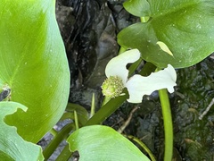 Calla palustris