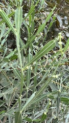 Baccharis articulata