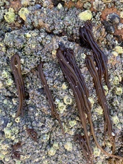 Nemalion elminthoides