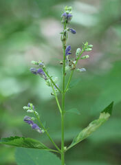 Scutellaria incana