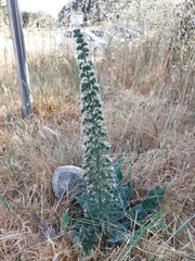 Echium italicum italicum