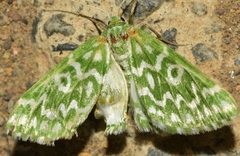 Thetidia plusiaria