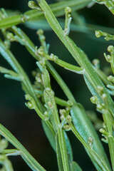 Baccharis articulata