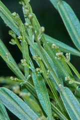 Baccharis articulata