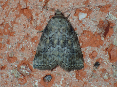 Hyperstrotia pervertens