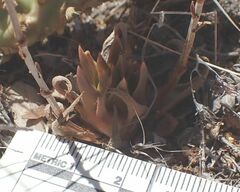 Dudleya abramsii abramsii
