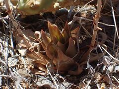 Dudleya abramsii abramsii