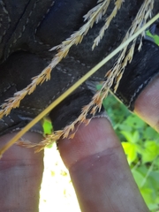 Sphenopholis intermedia