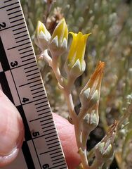 Dudleya abramsii abramsii