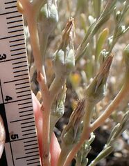 Dudleya abramsii abramsii