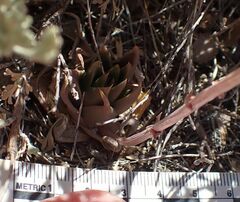 Dudleya abramsii abramsii