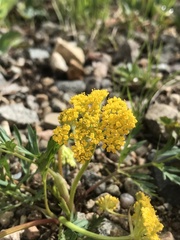 Pseudocymopterus