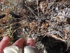 Dudleya abramsii abramsii