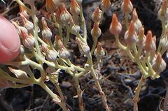 Dudleya abramsii abramsii