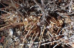 Dudleya abramsii abramsii