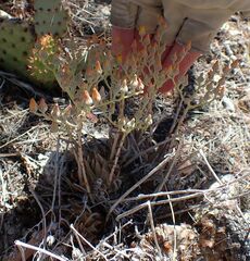 Dudleya abramsii abramsii