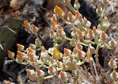 Dudleya abramsii abramsii