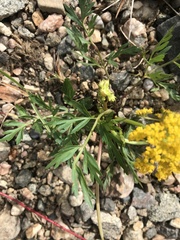 Pseudocymopterus