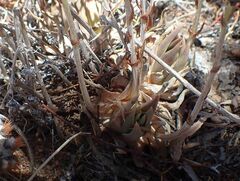 Dudleya abramsii abramsii