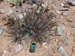 Dudleya abramsii abramsii