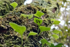 Asplenium trilobum