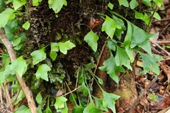 Asplenium trilobum