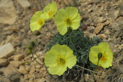 Papaver radicatum