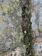 Sibbaldiopsis