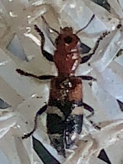 Enoclerus nigrifrons