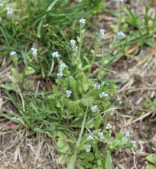 Myosotis discolor