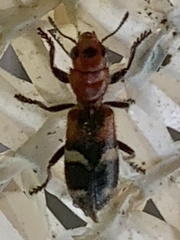 Enoclerus nigrifrons