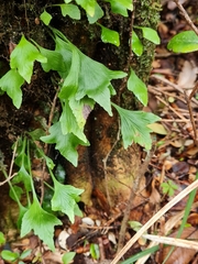 Asplenium trilobum