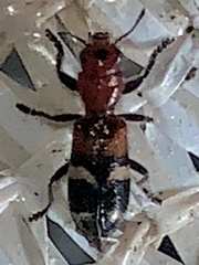 Enoclerus nigrifrons