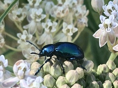 Chrysochus cobaltinus
