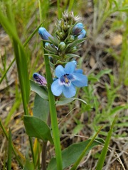Penstemon nitidus