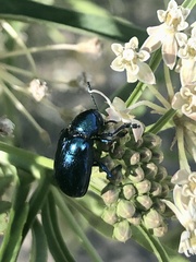 Chrysochus cobaltinus