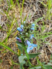 Penstemon nitidus
