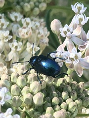 Chrysochus cobaltinus