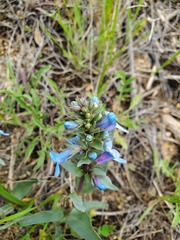 Penstemon nitidus