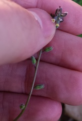 Myosotis discolor