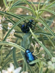 Chrysochus cobaltinus