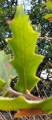 Quercus gravesii
