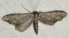 Idaea carvalhoi
