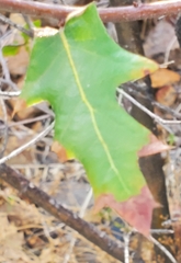 Quercus gravesii