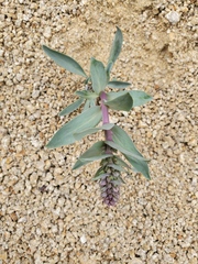 Penstemon nitidus