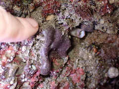 Eudistoma psammion