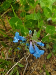 Penstemon nitidus
