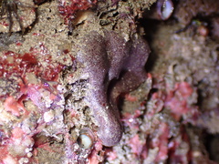 Eudistoma psammion