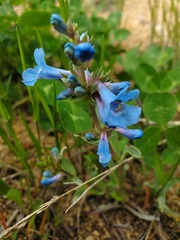 Penstemon nitidus